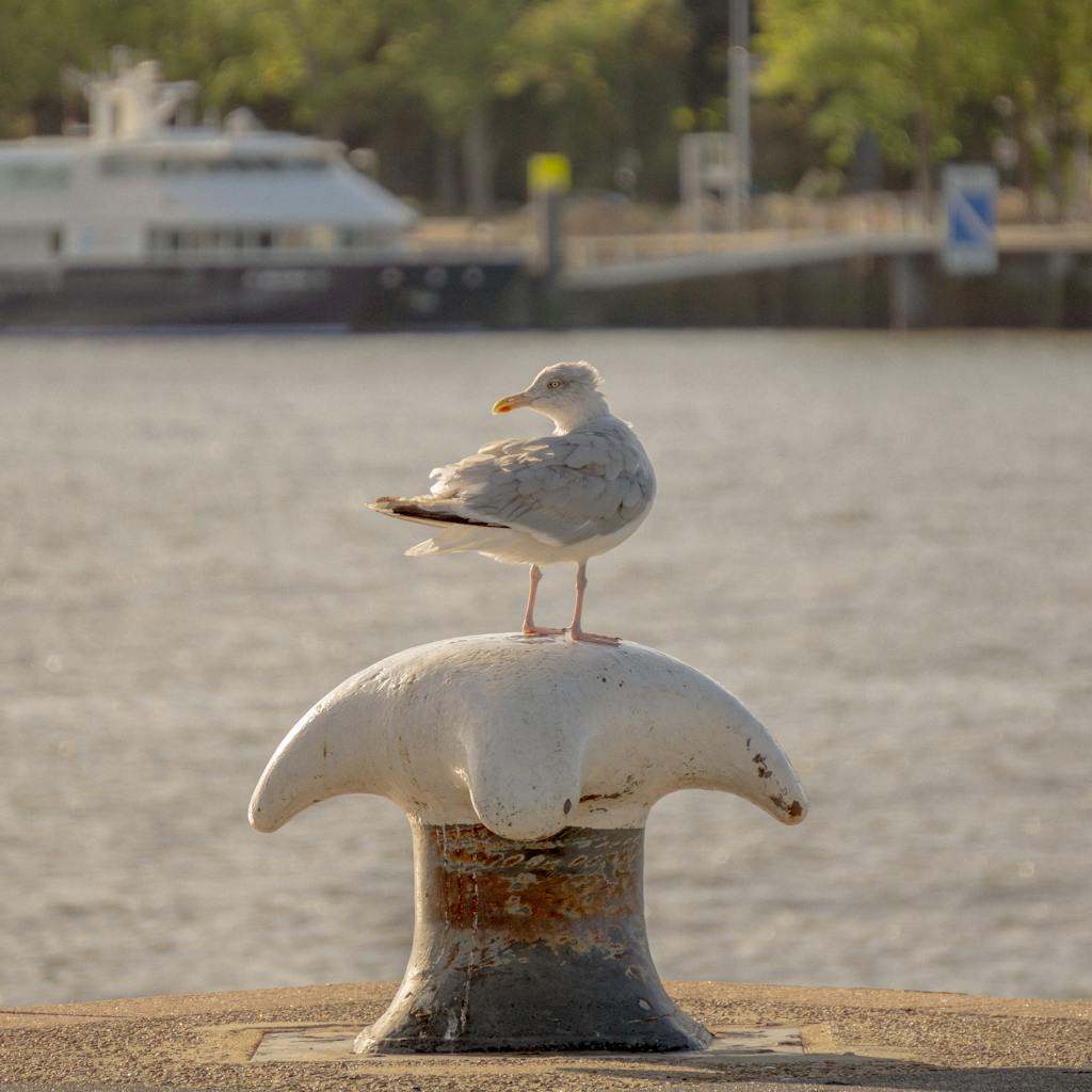 Mewa w porcie stoi na cumowniku.